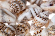 Coquillages décoratifs en forme d’escargot – pack de 200 gr