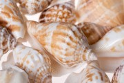 Coquillages décoratifs avec trou en couleur naturelle forme d’escargot – pack de 24 gr