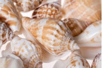 Coquillages décoratifs avec trou en couleur naturelle forme d’escargot – pack de 24 gr