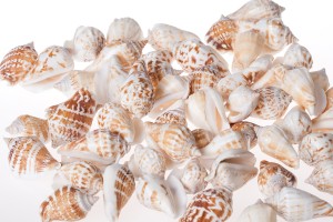 Conchiglie decorative a forma di lumaca – pacchetto da 200 gr (circa 24 pz)-2