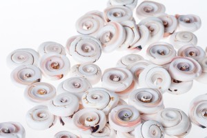 Conchiglie decorative in colori “naturali” – pacchetto da 200 gr ( circa 24 pz)-2