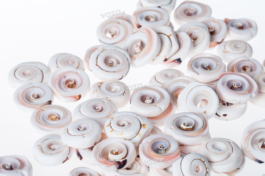 Decorative natural color seashells - Available in a package of 200 gr (approx. with 24 pcs)