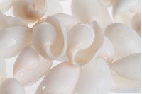 Coquillages décoratifs avec trou en couleur naturelle – pack de 200 gr