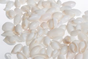 Muscheln mit Loch in naturfarben - 200gr Packung-2