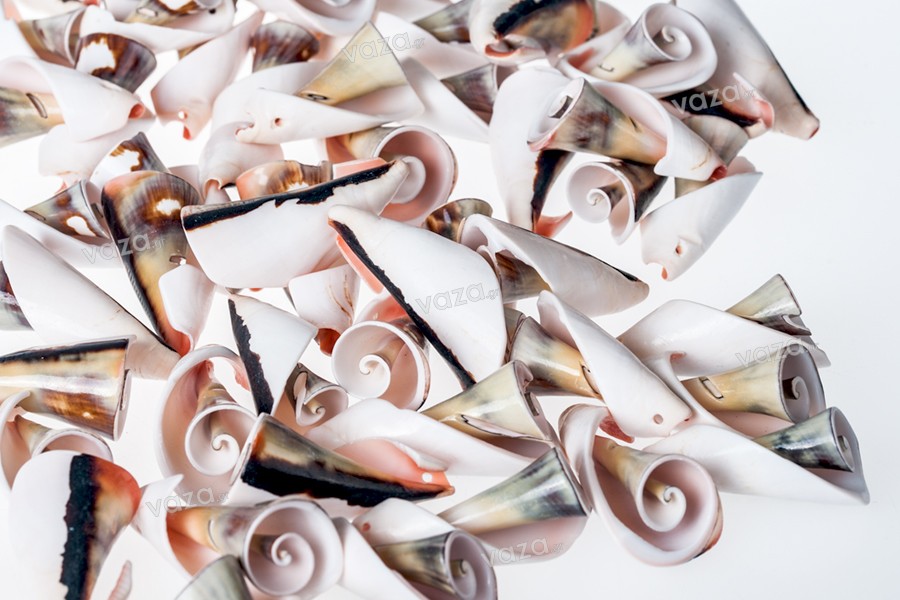 Decorative seashells - Available in a package of 200 gr (approx. with 37 pcs)