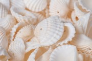 Decorative anadara seashells with drilled hole - Available in a package of 200 gr (approx. with 120 pcs)