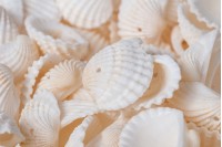 Decorative anadara seashells with drilled hole - Available in a package of 200 gr (approx. with 120 pcs)