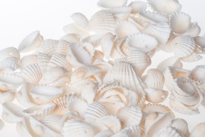 Coquilles d'anadara avec trou - lot de 200 g (environ 120 pièces)-2
