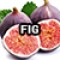 491-2-10 (Fig) 