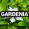 1101-13-7 (Gardenia) 