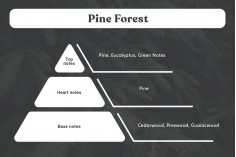 Huile de parfum Pine Forest de 100 ml