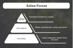 Huile de parfum Asian Forest de 30 ml