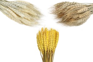 Trockenblumen - Maiskolben zur Dekoration - 1 Stück (Blumenstrauß mit ca. 50 Zweigen)-3