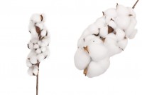 Branche décorative avec fleur de coton