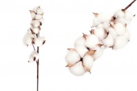 Cotton flower stem for decoration