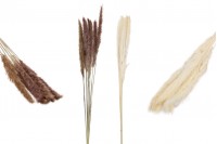 Dried pampas grass for decoration - 1 bunch (approx. 7 pieces per bunch)