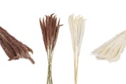 Dried flowers for decoration - 1 piece (bouquet with about 14 branches)