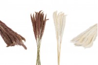 Dried pampas grass for decoration - 1 bunch (approx. 14 pieces per bunch)