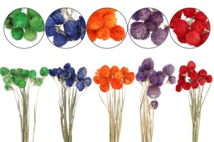 Trockenblumen zur Dekoration - 1 Stück (Strauß mit ca. 15 Zweigen)-2