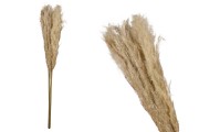 Decorative pampas branch - height 1.45 m