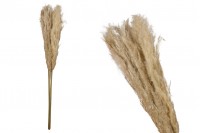 Decorative pampas branch - height 1.45 m