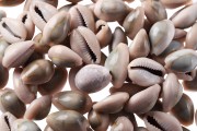 Coquilles aux couleurs terreuses - lot de 200 g (environ 92 pièces)