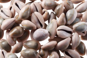 Muscheln in Naturfarben -100gr. Packung-1