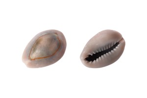 Muscheln in Naturfarben -100gr. Packung-2