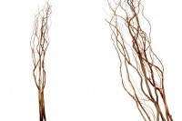 Decorative dried branches 1.5 m - bouquet of 5 pcs