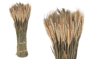 Decorative dried cob 50 cm in bouquet of 450 g-produktbild