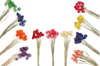 Colorful dried flowers, perfect ornament and decoration idea - 1 bunch (approx. 50 pieces per bunch)