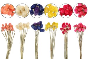 Trockenblumen zur Dekoration - 1 Stück (Strauß mit ca. 15 Zweigen)-3