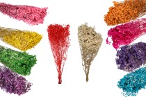 Dried decorative flowers - bouquet 100 g-image_product