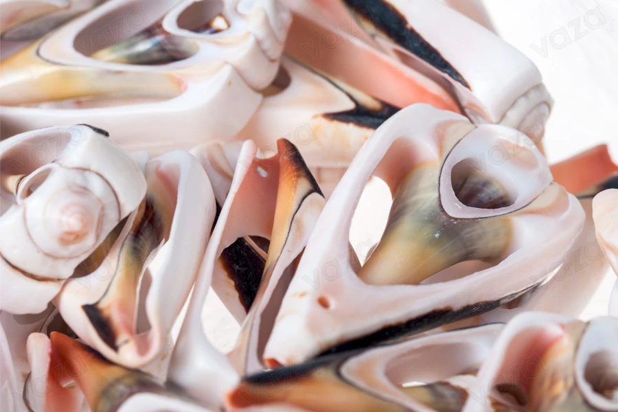 Decorative seashells - Available in a package with 25 pieces Decorative seashells - Available in a package with 25 pieces-image_product