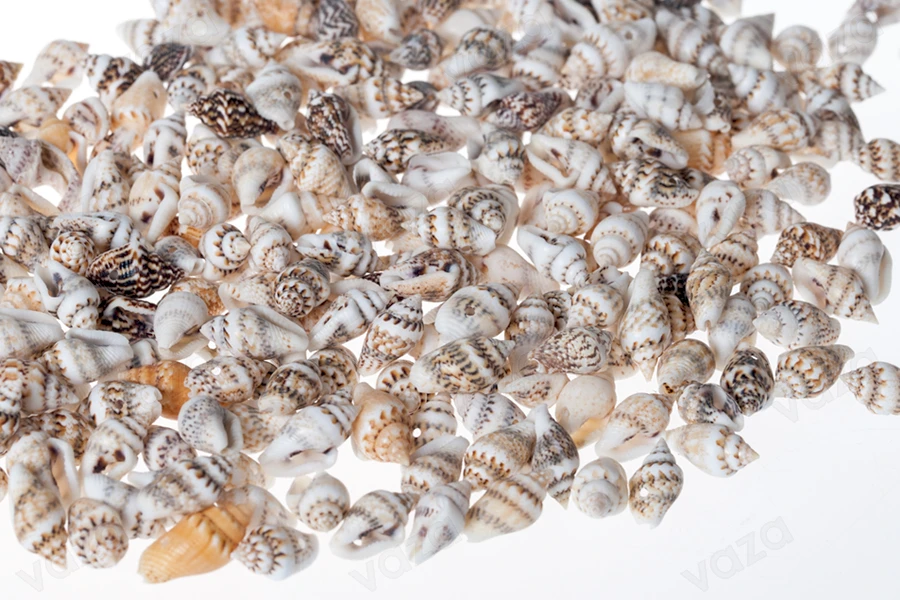 Decorative cone seashells - Available in a package of 200 gr (approx. with 615 pcs) Decorative cone seashells - Available in a package of 200 gr (approx. with 615 pcs)-εικόνα_διαστάσεις