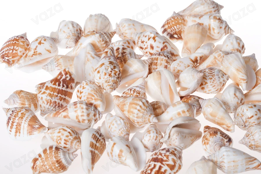 Guaska dekorative në formë spirale (si kërmilli) – paketim 200 gr. (rreth 24 copë) Guaska dekorative në formë spirale (si kërmilli) – paketim 200 gr. (rreth 24 copë)-imazh_dimensione