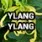 Ylang