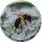 11402 (bee flowers)