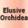Elusive Orchidea 
