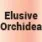 Elusive Orchidea