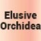 Elusive Orchidea 