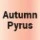 701034-0 (Autumn Pyrus) 