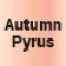 701034-0 (Autumn Pyrus) 
