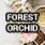 Forest Orchid