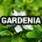 Gardenia