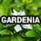 1101-13-7 (Gardenia) 