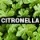 Citronella 