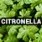 Citronella