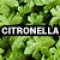 491-2-15-1 (Citronnelle) 