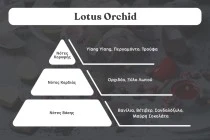 Lotus Orchid Αρωματικό κερί σόγιας με βαμβακερό φυτίλι (110gr) Lotus Orchid Αρωματικό κερί σόγιας με βαμβακερό φυτίλι (110gr)
